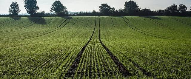 
          Top Career Paths: Agricultural and Natural Resource Economics
  
